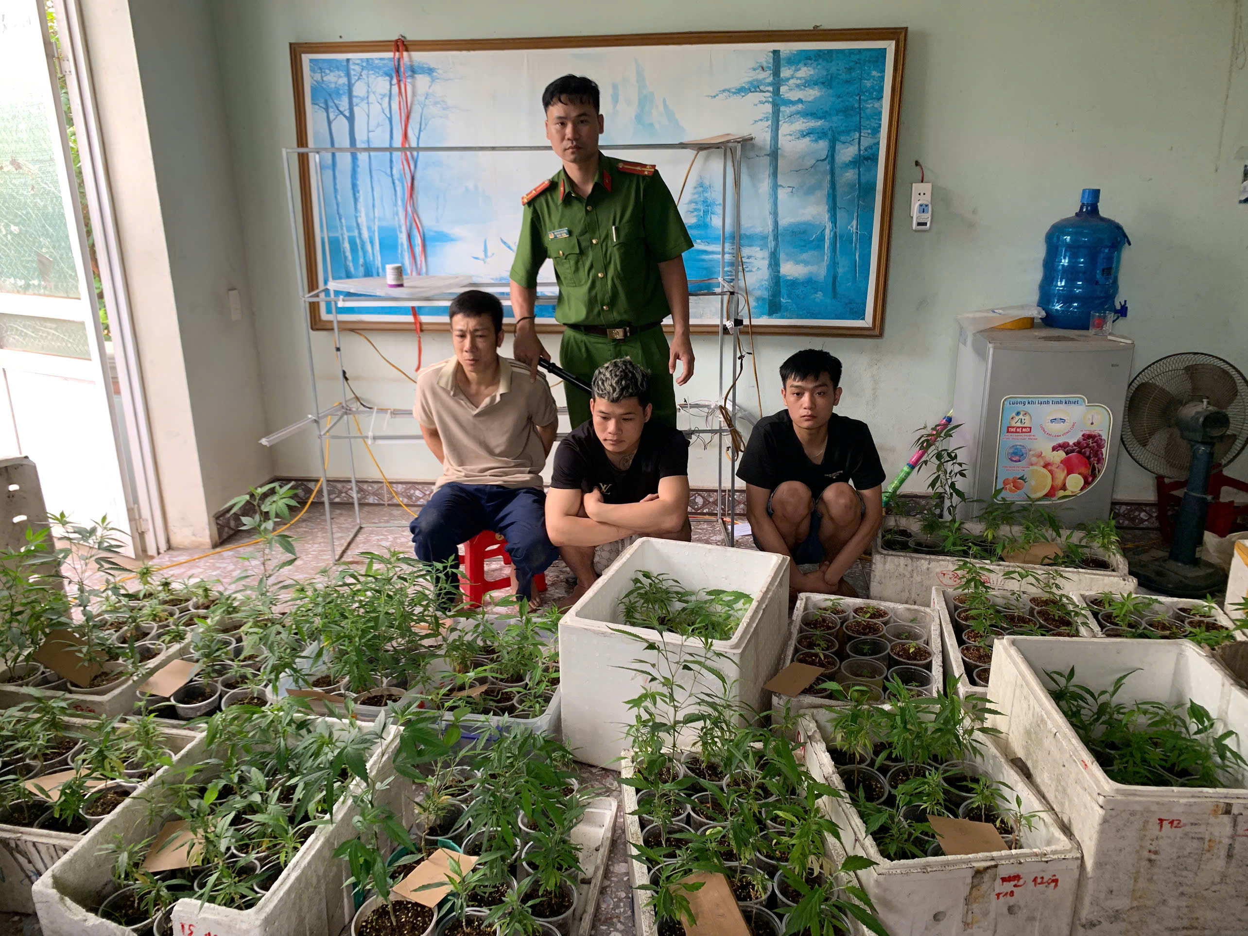 Công an phường Hùng Vương thu giữ 317 cây cần sa